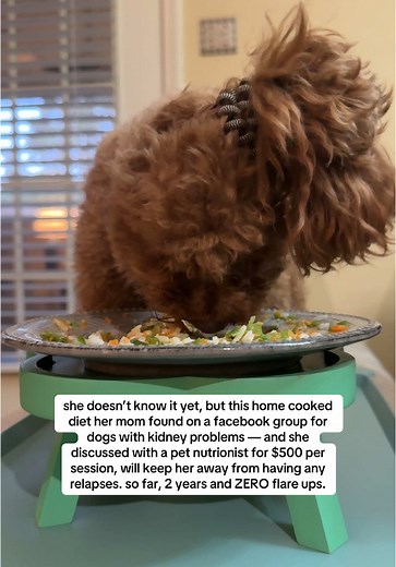 Home-Cooked Diet for Dogs with Kidney Problems