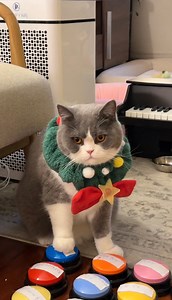 445K views · 11K reactions | Sad day for our ravenous meowzart  #talkingcat #cat #catlife #smartcat #britishshorthair #britishshorthaircat #kucing #catsoffacebook | Louie & Todd | Facebook