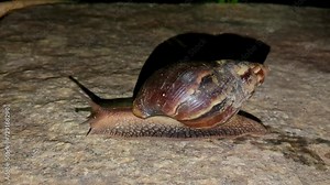 Closeup of a large snail with a big shell or a giant African snail crawling at night