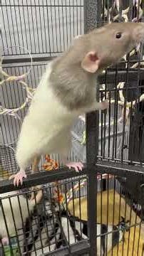 Playtime and Bonding: How My Pet Rats Interact with Me