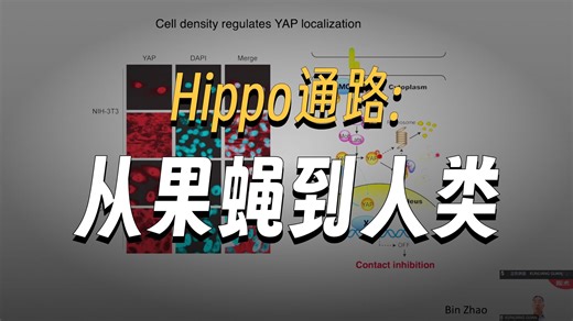 西湖大学管坤良讲座（一）：Hippo信号通路综述——Hippo如何参与生长发育与癌症？