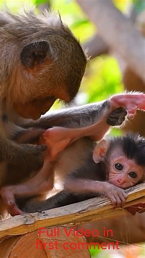 12K views · 95 reactions | Harmony in Chaos: Baby Monkey Relaxes While Birds Sing Loudly Nearby | Cute Babies Monkey | Facebook