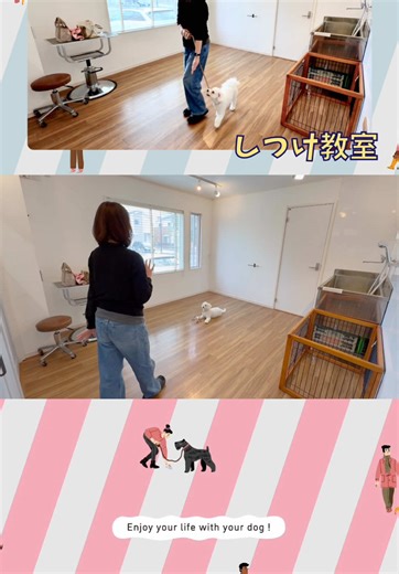 【飼い主さんが学ぶしつけ教室】 ビションフリーゼのむぎちゃんと飼い主さんが、9回目のレッスンにご参加🎓🐾 今回は、上級編の完成回でした✨ チャレンジしたのは👇 🔹反復練習 🔹ハウストレーニング 🔹トリックのコマンド化 🔹ヒールウォーク（脚側行進） 🔹死角での伏臥 先月で1歳になったむぎちゃん。 最近では、目を見張る成長を感じる場面がたくさん増えたそうです😊 ご夫婦で楽しみながら取り組まれている姿が、むぎちゃんの穏やかな表情にもつながっているのがとても印象的✨ 「できた！」の喜びを一緒に感じながら、これからも楽しく成長していきましょう！ 📍動画の続きはこちら↓ ▶@onefordog ←Profileのリンクをタップ！ 📍しつけ教室の詳細はこちら ▶ @onefordog ←ProfileのHPリンクをタップ！ #しつけ教室 #ビションフリーゼのいる暮らし #犬のしつけ #ドッグトレーニング #ヒールウォーク #ハウストレーニング #犬と学ぶ #飼い主と一緒に成長 #むぎちゃん頑張ったね #OneforDog