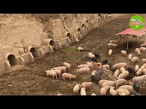 Amazing Chinese Organic Pig Farming in Caves | Why Chinese farmers raise pigs in caves?