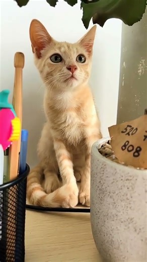 💛 Rescued Yellow Cat Mambo’s First Day Home | From Fear to Family