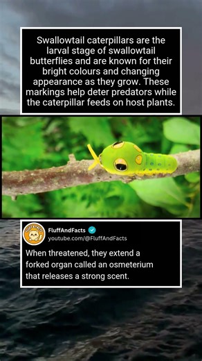 Swallowtail Caterpillar Explained