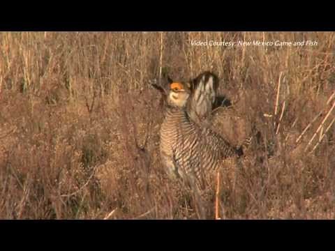 NRCS' Lesser Prairie Chicken Initiative