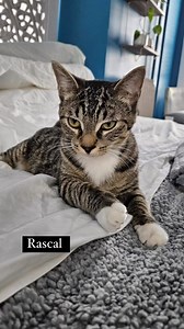 We have so many amazing cats for adoption. Some are in amazing foster homes, some are still waiting in a cage at our shelter, and some are in our @petco partners waiting for someone to fall in love. If you are looking for a cat we have one for you! Apply today and one of our cat concierges will find you the purrfect match! #puppykittynycity #savealife #catsofinstagram #adoptdontshop #rescuecatrescue #lookatthisone #lookatthatone | Puppykittynycity