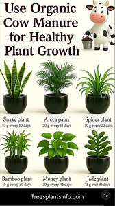 Use organic cow manure for healthy plants growth