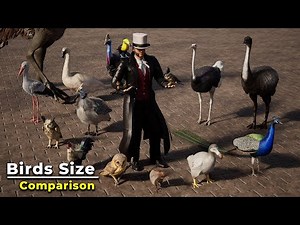 Birds Size Comparison 3d in Human Hand | #comparison