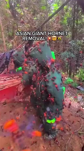 Giant Hornets Swarm Workers During Nest Removal