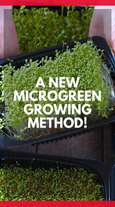 1.8K views · 17 reactions |  Have you tried growing microgreens with the hemp grow mats yet? #microgreens #reels #growhoss #hoss #growyourownfood #microgreensgrowers #gardeningtips #microgreens101 | Hoss | Facebook