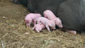 Piglets trying to grasp teats from teats of a black sow lying down on...