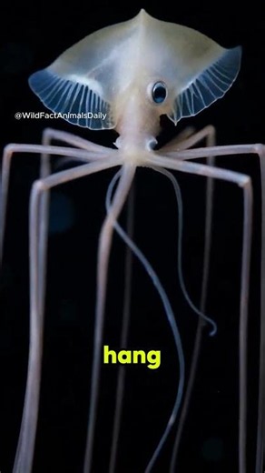 Did You Know This Squid Looks Like an Alien? 😳