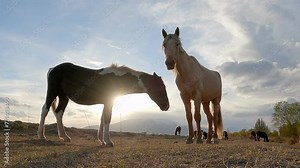 Beautiful Couple of horse at sunset light. Two horses embracing in friendship. Animal portrait on sunset background. Horses in love. Wonderful summertime scenery in mountains.