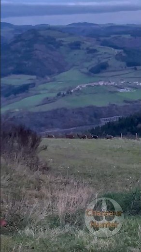 Incredible encounter with a herd of deer 🦌