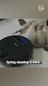63K views · 353 reactions | It's his favorite ride! 粒殺 #Cats #Roomba #Kitten #Funny | The Pet Collective | Facebook