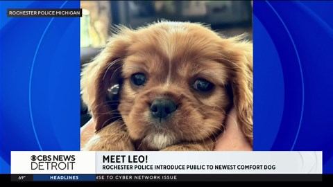Rochester police introduce new comfort dog