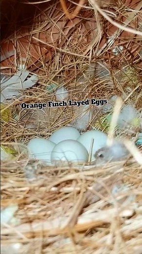 Orange Finch Layed Eggs 🥚 || Mutation Finch Breeding|| #finches #orangefinch