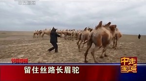 《走遍中国》 20140707 留住丝路长眉驼