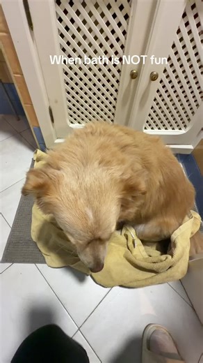 Why Bath Time is No Fun for Dogs
