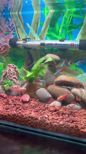 😘😍Aquarium setup for tetra fishes #aquarium #fish #shorts