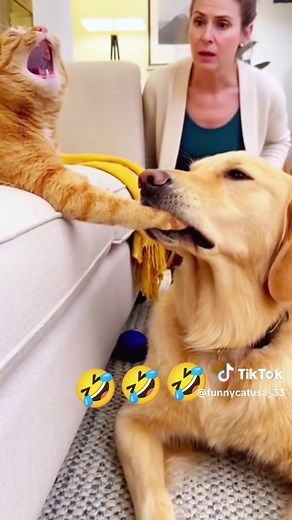 Funny Cats and Dogs Compilation That Will Make You Laugh