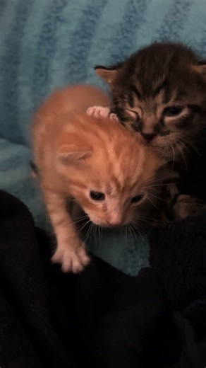 Throwback PURRSday!! Smash and Ax as little kittens #axandsmash