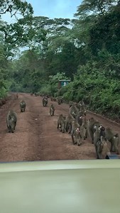 Let’s get to know swaggering or rolling baboon walk Baboons move with long, confident strides shoulders rocking slightly side an energy that looks casual but powerful it helps to cover long distances efficiently while staying alert to danger Book now for 8 Days luxury wildlife safaris ▶️Day 1 - Arrival ▶️Day 2 - Full days in Serengeti National Park ▶️Day 3&4 - Full days in Serengeti National park ▶️Day 5 - Ballon safari and transit to Ngorongoro Conservation Area. ▶️Day 6 - Ngorongoro Crater Gam