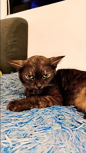 Who's team Raddy and team JJ? 😁😜 #kitten #cat #cute #pets #plushies #sprunki #shorts