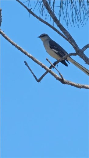 mockingbird pov