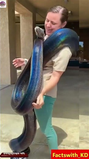 😱 OMG 😱 Python vs Elephant | Jungle Ka Sabse Dangerous Muqabla 🐍🐘#shortsfeed