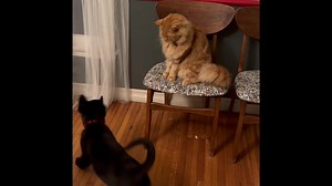 121 reactions · 21 shares | AVAILABLE FOR ADOPTION Chase von Staven...