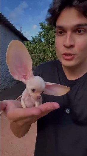 The Craziest Transformation Ever!! #animals #wildlife #shorts