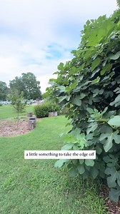 Looking for a peaceful stroll, fresh herbs, and a little nature therapy? 🌿👟 The Chesterfield County Arboretum is open every day from dawn to dusk and totally free to explore. Bring your pup and take in the blooms 🐶🌼 🍎 Urban orchard on Government Center Parkway 🌸 Pollinator-friendly gardens 🌿 Seasonal herbs and veggies you can harvest 🚶🏻‍♀️1-mile self-guided tree walk Want to learn more? Check out our On Point blog 👇 https://www.chesterfield.gov/CivicAlerts.aspx?AID=6265 | Chesterfield 