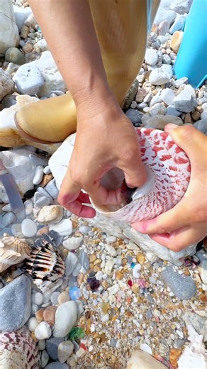 Giant Pearl Scallops vs. Freshwater Snails: Which Makes More Pearls?