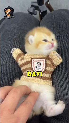 Kucing kecil dikasih baju udah kayak bayi