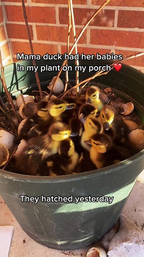 Adorable Muscovy Duck Family Welcoming New Babies