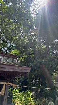 大阪府泉佐野市 八幡神社 国道に面した落ち着く空間 周りの池から龍が散歩する場所 人によっては神様と繋がるところ#龍神 #歴史 #八幡神社#神社#大阪府#泉佐野市#参拝#光
