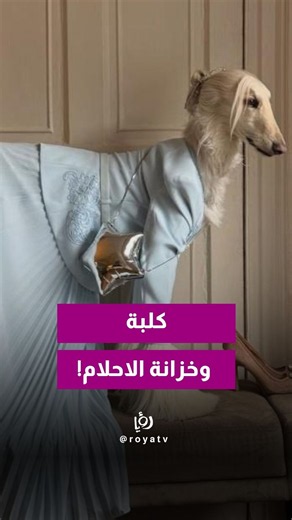 سامانثا مش كلبة عادية هاي عندها خزانة مليانة أوشحة حريرية ومعاطف أنيقة!