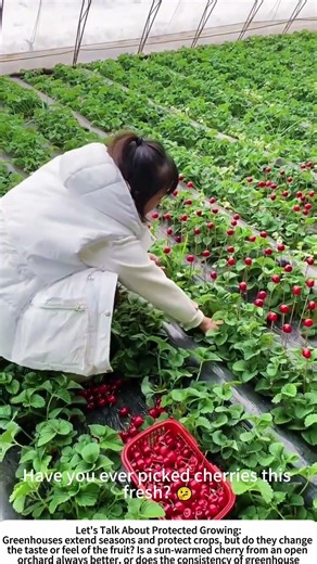 Hand-Picking Greenhouse Cherries 🏡🍒