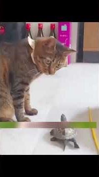Cat Be Like: What is This 😂 #cat #turtle #animals