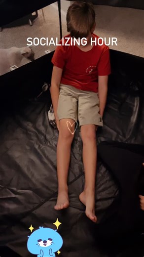 Making sure they can handle kids lol #RatBreeder #RatBreeding #FancyRats #PetRats #RatBabies #BabyRats #RatLovers #RatLove #RatCare #RatBreedersOfInstagram #Rattery #RatteryLife #RatteryLove #RatLife #RatsOfInstagram #DumboRat #RexRat #DwarfRat #BlueRat #StandardRat #RatBreederForSale #PetRatsForSale #RatsForAdoption #AvailableRats #AdoptARat | Sacramento Pet Rats