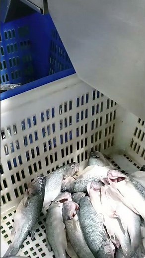 Multi-stage weight sorting machine for fish