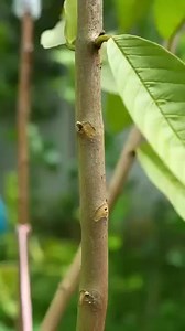 New technique propagate guava tree by air layering using onion juice🧅#guava_tree | Nathan & Alsop