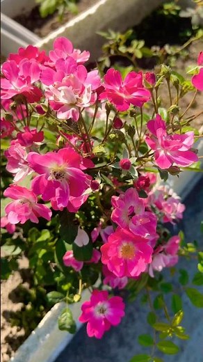 My Miniature Rose 🥰🥰 || Garden Lovers