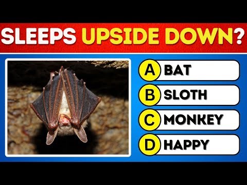 Animal Quiz! 🐾 Guess the Wildlife Fact (Easy Science for Beginners)