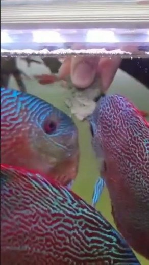 Hand Feeding Ikan Discus