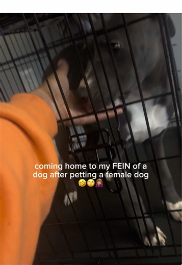 Omggg I hate when he does ts 😭🙄🙄🙄🙄🙄🙄 my boy need some play so bad! Smh #bullymom #dogsoftiktok #fyp #explore #viraldog