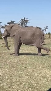 130K views · 1.5K reactions | ELEPHANT PUSHING BABY WHILE GIVING BIRTH | Boldclue | Facebook